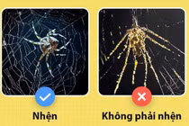 Những sự thật khiến bạn luôn ngạc nhiên về thế giới sinh vật