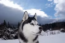 Đặc điểm thú vị của giống chó Husky ít ai hay