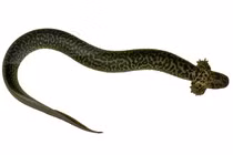 Kỳ nhông khổng lồ, dài 60cm, trông giống quái vật ngoài hành tinh