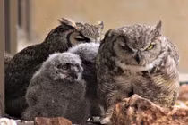 Kinh ngạc chế độ đa thê trong loài cú sừng lớn