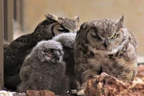 Kinh ngạc chế độ đa thê trong loài cú sừng lớn