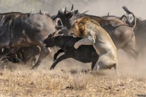 Trâu rừng "điên tiết" hợp lực đuổi sư tử để cứu con