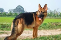 Tiết lộ bất ngờ nguồn gốc của giống chó Berger Đức