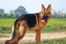 Tiết lộ bất ngờ nguồn gốc của giống chó Berger Đức