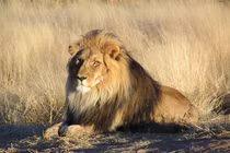 Top khám phá thú vị và ít biết về loài sư tử