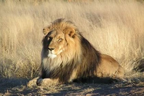 Top khám phá thú vị và ít biết về loài sư tử