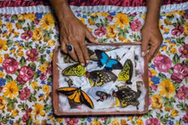 Khám phá ít biết về người săn bướm bí ẩn ở Indonesia