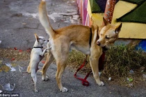 Giải bí ẩn hành vi ngửi mông đồng loại kỳ quặc ở loài chó