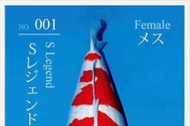 Tiết lộ lý do cá Koi "Huyền thoại" có giá 42 tỷ đồng