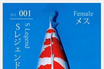 Tiết lộ lý do cá Koi "Huyền thoại" có giá 42 tỷ đồng