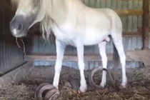Những chú ngựa với bộ móng "khủng, dị", dài cả mét... vì quên