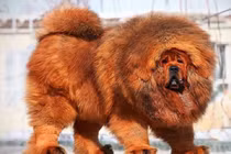 Khám phá hai giống chó đắt nhất thế giới