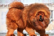 Khám phá hai giống chó đắt nhất thế giới