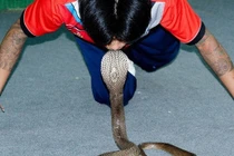 9 điều luật quái lạ về động vật ở Mỹ gây choáng nhất