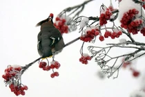 Mỹ: Hoang mang vì... chim say xỉn, “quậy phá“