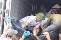 Cá kìm cờ to lớn sa lưới ngư dân Nghệ An