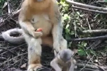 Cách trông con bá đạo của bà mẹ khỉ