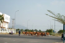 Chuyện động trời VN: “Tạm giam” con bò gây TNGT chết người