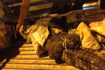 TPHCM: Cá sấu phóng từ xe xuống đường, nhiều người hốt hoảng