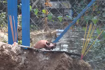 Kinh hoàng phát hiện sọ người trong trận vỡ đê bao