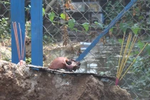 Kinh hoàng phát hiện sọ người trong trận vỡ đê bao