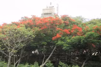 Biệt điện của ông vua cuối cùng triều Nguyễn ở Nha Trang