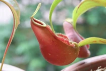 Trồng cây “ăn thịt” có phạm giới sát sanh?