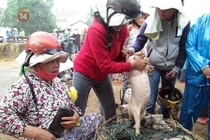 Bế lợn thuê - nghề chỉ có ở Việt Nam?