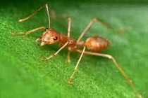 Hành trình dõi theo chuyện kiến và gián 