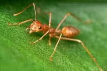 Hành trình dõi theo chuyện kiến và gián 