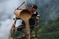 Ấn tượng mùa gặt Mù Cang Chải trên AFP 