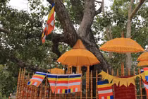 Cây bồ đề - loài cây cuốn hút của thế giới