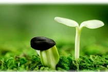 Không có gì đẹp bằng sự thật