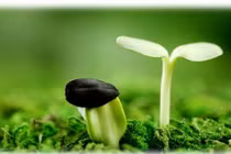 Không có gì đẹp bằng sự thật