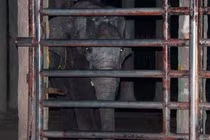 Voi quật chết người ở Khu du lịch Đại Nam