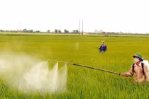 Phật tử phun thuốc trừ sâu có phạm giới sát sinh? 