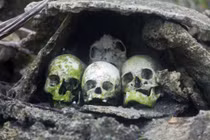 Kỳ dị mai táng: Nhờ kiến... ăn xác tử thi 