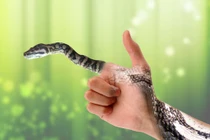 Giải mã giấc mơ bị rắn cắn