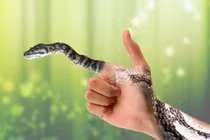 Giải mã giấc mơ bị rắn cắn