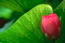 Bài học sống an lạc từ Kinh Ví dụ con rắn