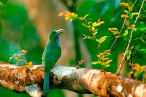 Vẻ đẹp như thiên đường của di sản thiên nhiên VN 