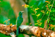 Vẻ đẹp như thiên đường của di sản thiên nhiên VN 