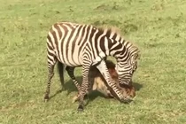 Màn thoát chết ngoạn mục của ngựa vằn khi cắn trả linh cẩu