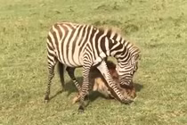 Màn thoát chết ngoạn mục của ngựa vằn khi cắn trả linh cẩu