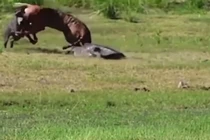 Bất ngờ màn cá sấu tấn công hổ dữ để cướp mồi 