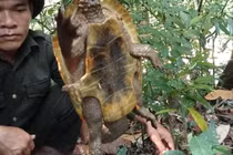 Cận cảnh rùa đầu to cực quý hiếm vừa được phát hiện ở Quảng Nam