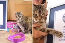 Con mèo có tiếng kêu to nhất thế giới