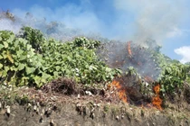 Cháy rừng Hải Vân, huy động 150 người dập lửa: Thiệt hại thế nào?