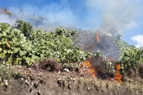 Cháy rừng Hải Vân, huy động 150 người dập lửa: Thiệt hại thế nào?