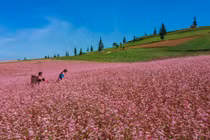 Đến Hà Giang, ngắm cao nguyên đá nở hoa mùa tam giác mạch